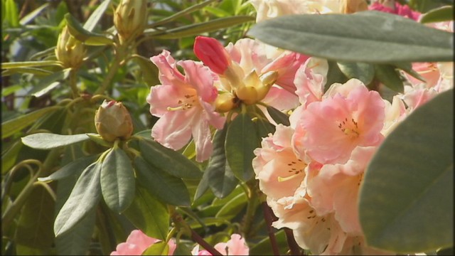Production de rhododendrons, azalées et kalmias