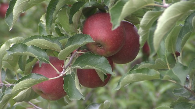 Mauvaise année pour les pommes et les poires