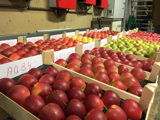 Wallonie : soutenir la filière horticole comestible 