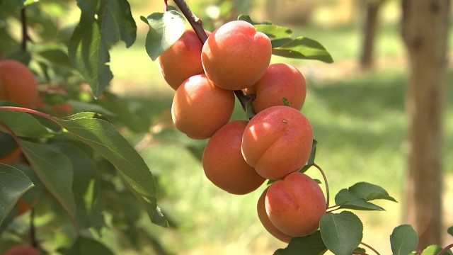 Ferme de Freloux: première récolte d'abricots belges!