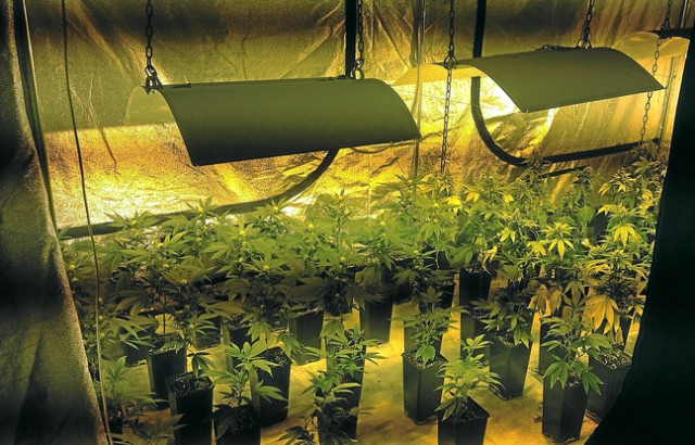 Flémalle : des centaines de plants de cannabis découverts 
