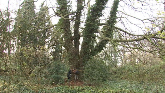 A Chênée se cache le plus gros arbre de Liège !