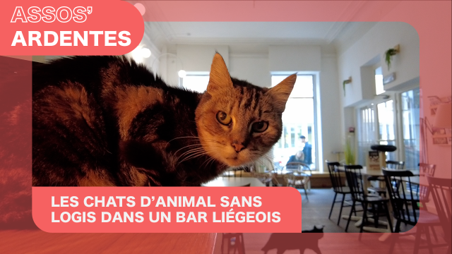 Assos' Ardentes : un refuge pour animaux collabore avec un bar à chats liégeois