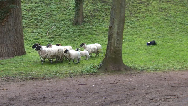 Cointe : les moutons ont été retirés... mais ils reviendront !