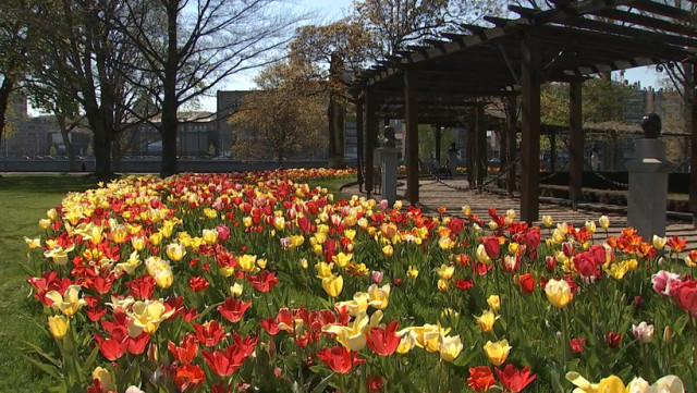 Des tulipes et des roses pour illuminer le Parc de la Boverie