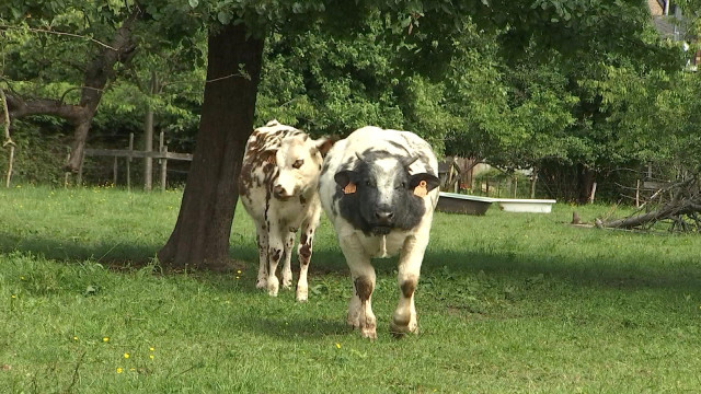 Hamoir : une habitante dépose une plainte contre des vaches 