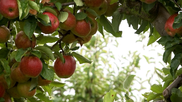 La cueillette de pommes ouverte au grand public à Cras-Avernas
