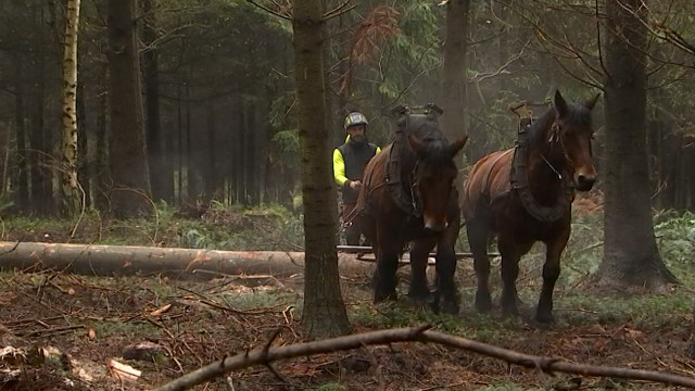 Le cheval de débardage reste essentiel dans la sauvegarde de nos forêts