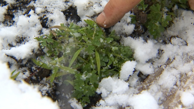 Les maraîchers luttent contre la neige pour sauver leurs récoltes