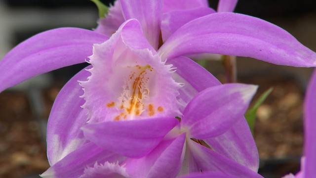 Les orchidées en fleur chez Phytesia