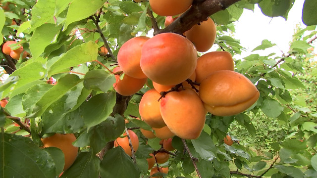 Récolte tardive pour les abricots de la ferme de Freloux
