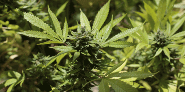 Seraing.: 500 plants de cannabis découverts par les pompiers 