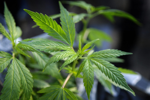 Une centaine de pacsons de marijuana retrouvés chez un dealer à Huy