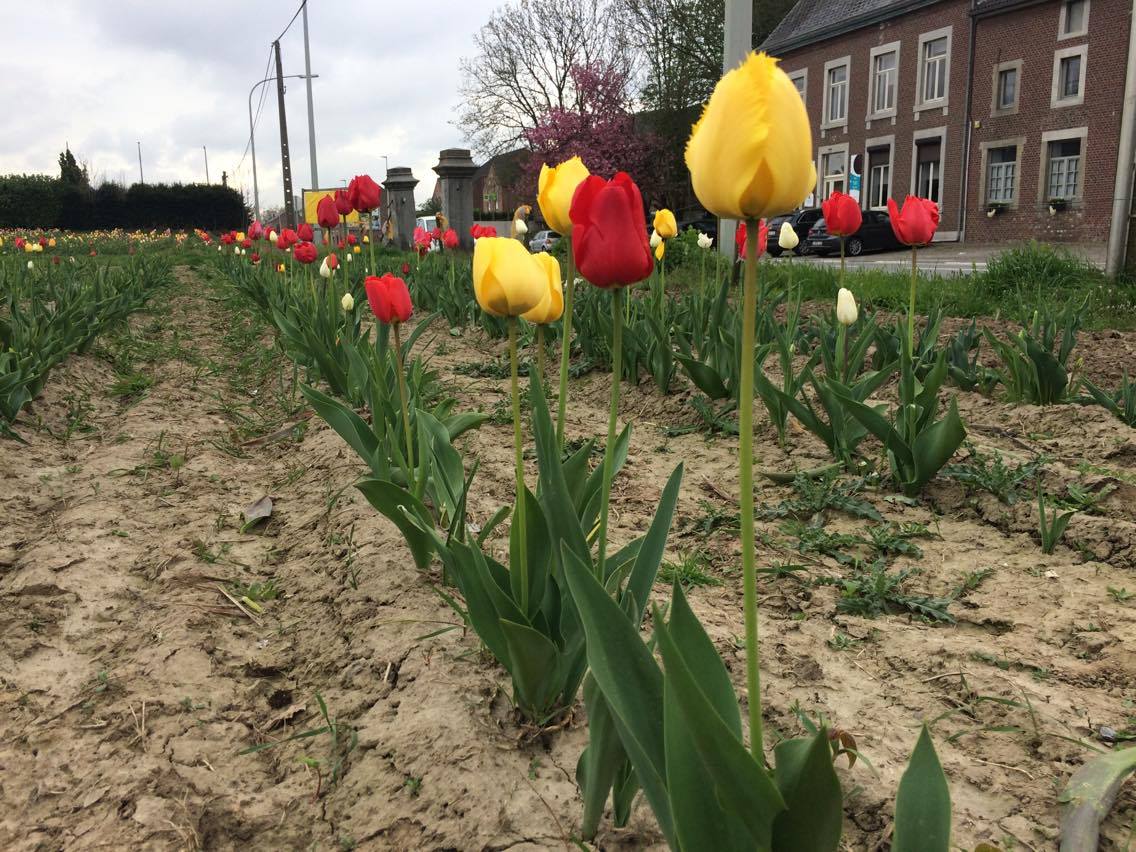 fleurs à couper tulipes 1