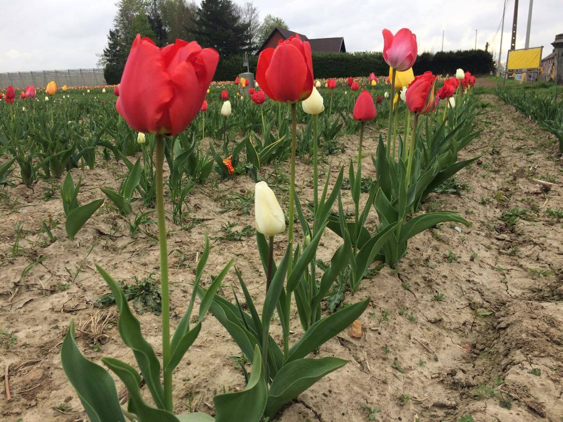 fleurs à couper tulipes 2