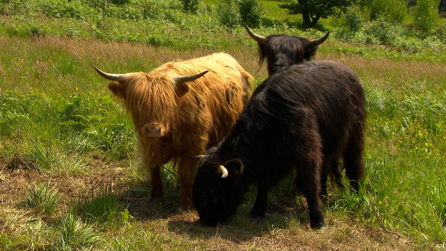  Des vaches Highland sur la Lande de Streupas.