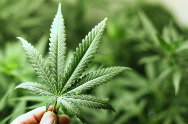 954 plants de cannabis saisis à Grâce-Hollogne