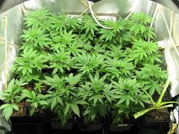 Une culture de 400 plants de cannabis mise au jour à Seraing