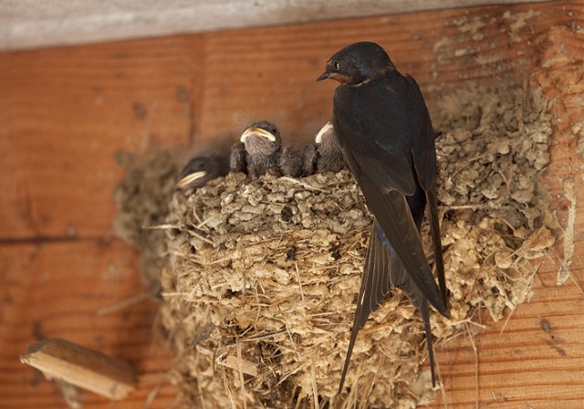 Hirondelles : le château de Harzé achète des nids artificiels 