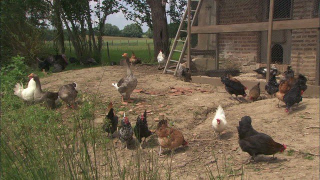 Nouveau cas de grippe aviaire dans la Basse Meuse
