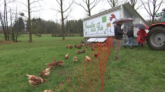 Sprimont : un poulailler mobile accueillant 200 poules