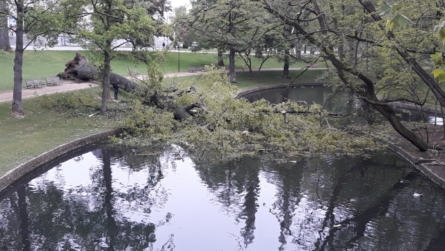 Un arbre déraciné au parc de la Boverie