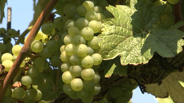 Vin de Liège : la météo des prochaines semaines déterminera la qualité du vin