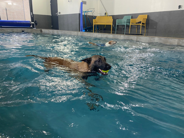 Aywaille : une piscine spécialement conçue pour les chiens