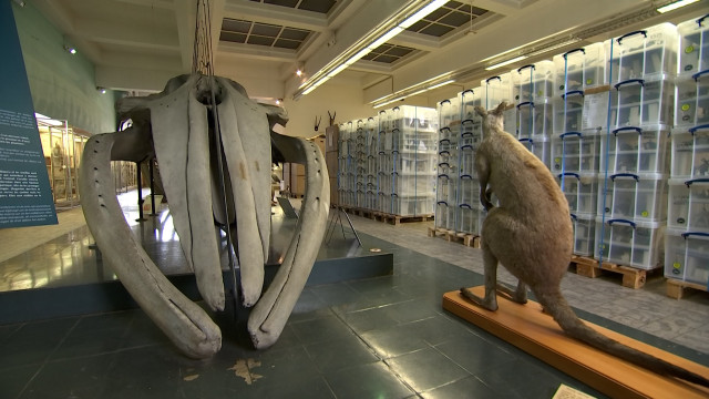 25 000 spécimens mis en boîte au Musée de Zoologie