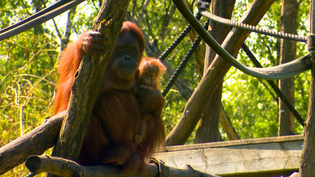 Aywaille : deux bébés orang-outans