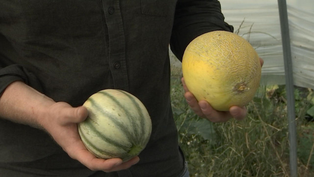 Des melons belges à Antheit vendus exclusivement à la ferme