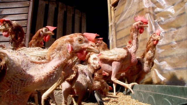 Des poules d'élevages sauvées par des bénévoles à Hannut