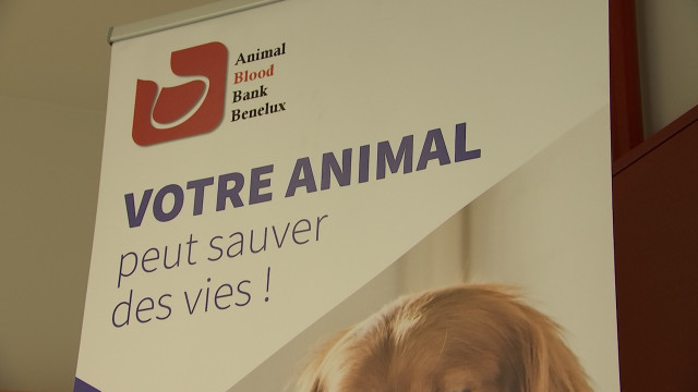 Don de sang: votre animal peut sauver des vies!