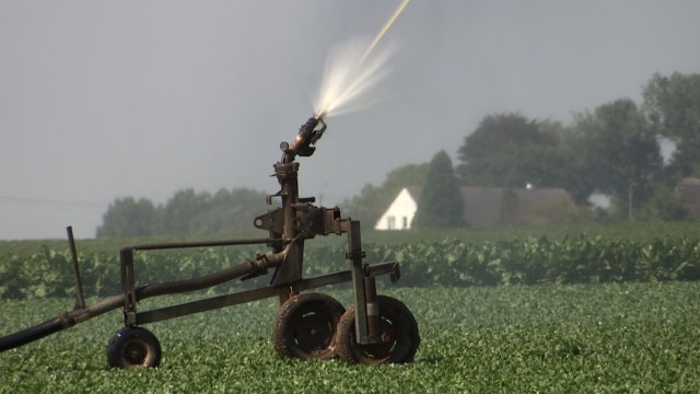 Hesbaye Frost: Irrigation indispensable pour les cultures de légumes