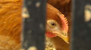 Oreye: des poules pour réduire les déchets