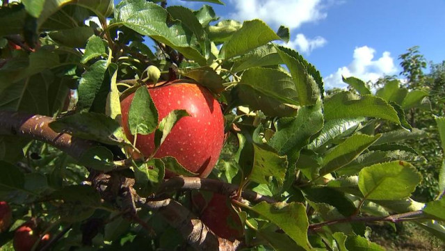 Cueillez vos pommes à Dalhem ce week-end