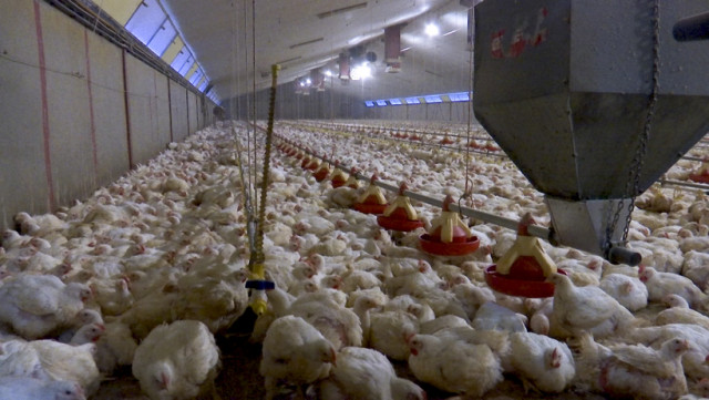 La ferme du Vivier veut accueillir 50.000 poulets supplémentaires