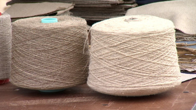 Le chanvre textile a de réelles potentialités en Belgique