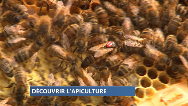 Le Clos des Abeilles ouvre ses ruches ce week-end