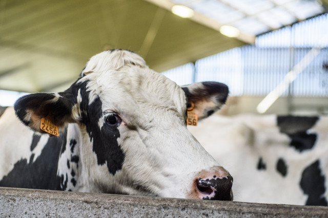Le label belge de viande bovine durable "Pré de chez nous" est lancé