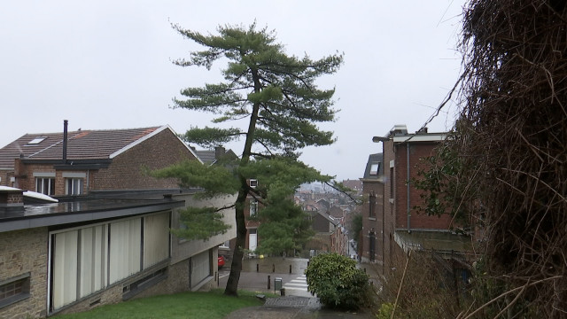 Le pin du Laveu : abattage "totalement inapproprié", estime la Ville de Liège
