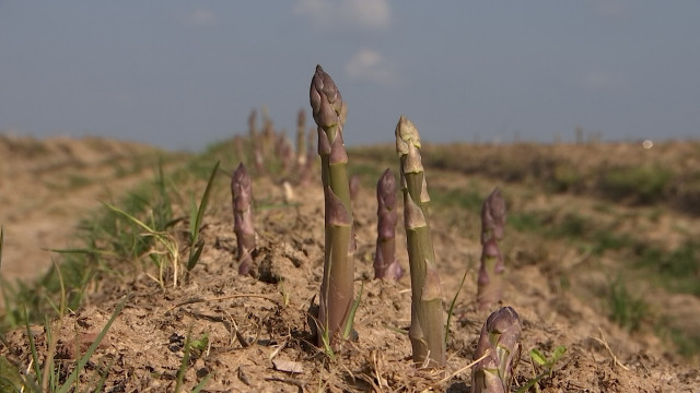 Les asperges vertes de Rosoux sortent de terre