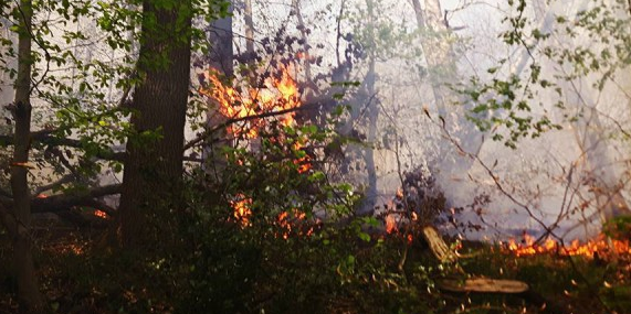 Marchin : un feu de déchets dégénère en feu de forêt