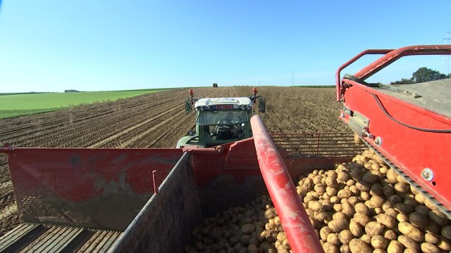 Pommes de terre : la récolte 2017 est bonne, en qualité et quantité