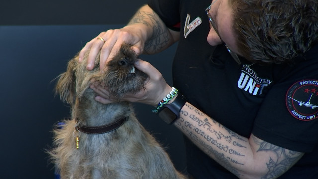 Protection Unit ouvre ses formation en secourisme canin au public