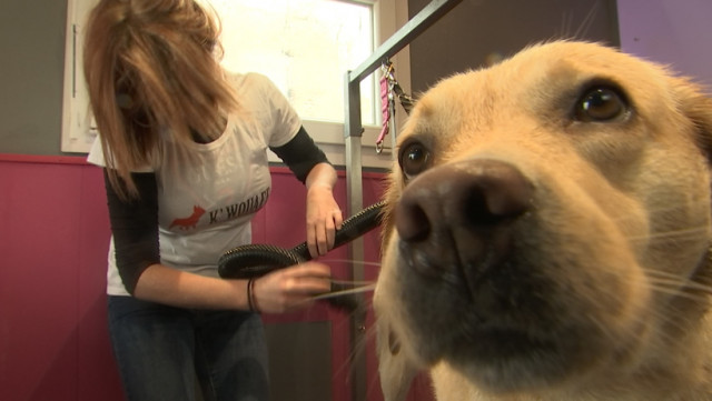 Juprelle: Un salon de beauté pour chien qui vient à domicile