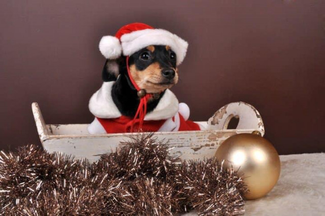 Un concours photo des plus beaux chiens et chats "de Noël" à Ans et Awans